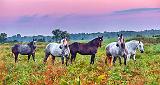 Five Horses At Sunrise_P1170956-8